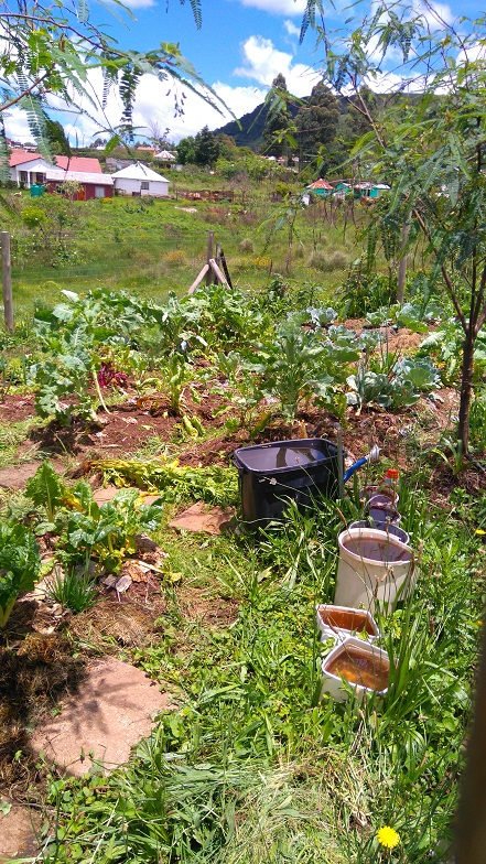 Neater veggie garden